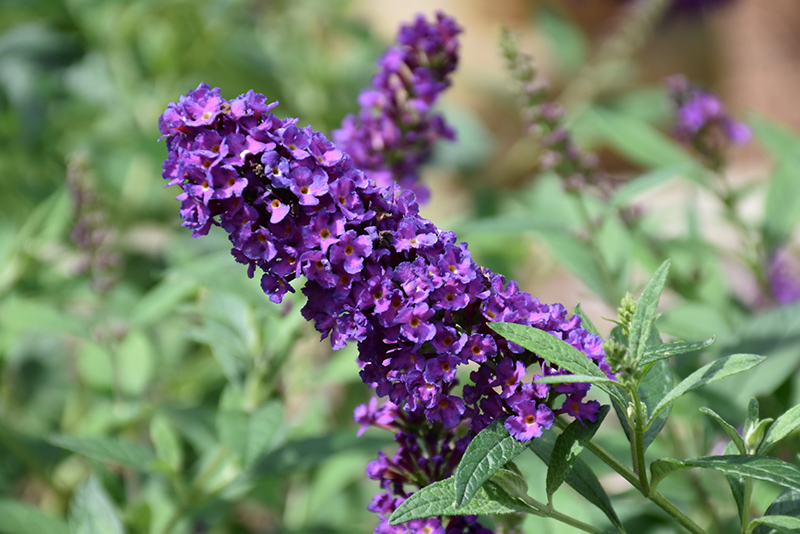 Miss Violet Butterfly Bush (Buddleia 'Miss Violet') at Stauffers Of Kissel Hill