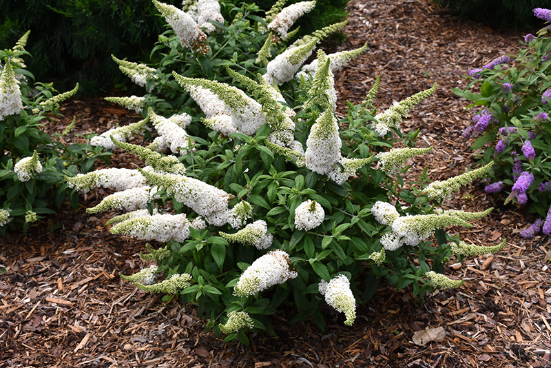 Pugster White Butterfly Bush (Buddleia 'SMNBDW') at Stauffers Of Kissel Hill