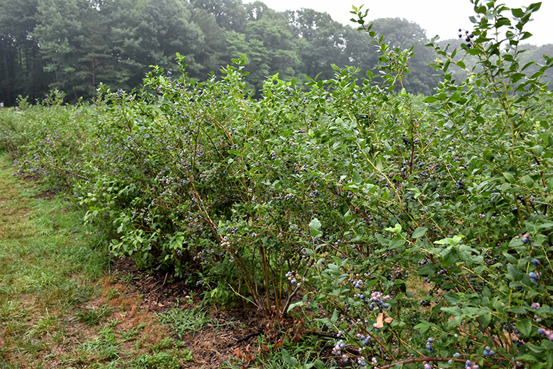 Bluecrop Blueberry (Vaccinium corymbosum 'Bluecrop') at Stauffers Of Kissel Hill