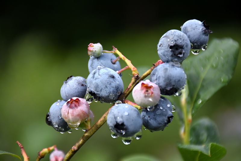 Blueray Blueberry (Vaccinium corymbosum 'Blueray') at Stauffers Of Kissel Hill