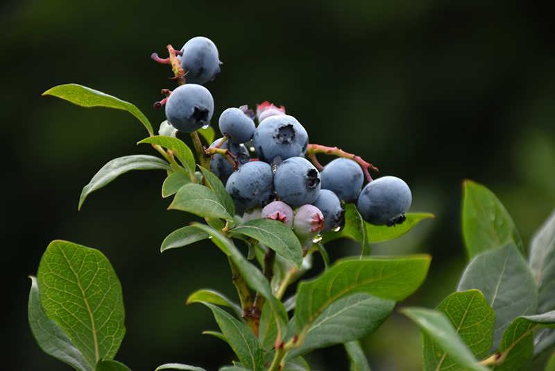 Northland Blueberry (Vaccinium corymbosum 'Northland') at Stauffers Of Kissel Hill
