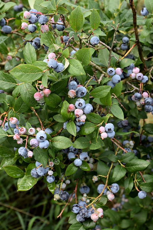 Rubel Blueberry (Vaccinium corymbosum 'Rubel') at Stauffers Of Kissel Hill