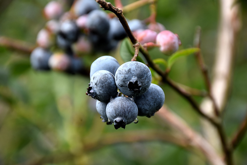 Chandler Blueberry (Vaccinium corymbosum 'Chandler') at Stauffers Of Kissel Hill
