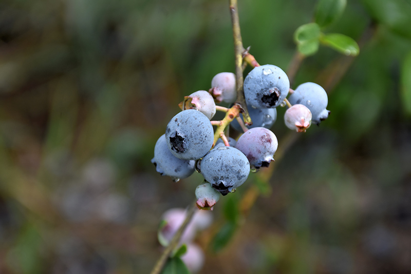 Bluegold Blueberry (Vaccinium corymbosum 'Bluegold') at Stauffers Of Kissel Hill