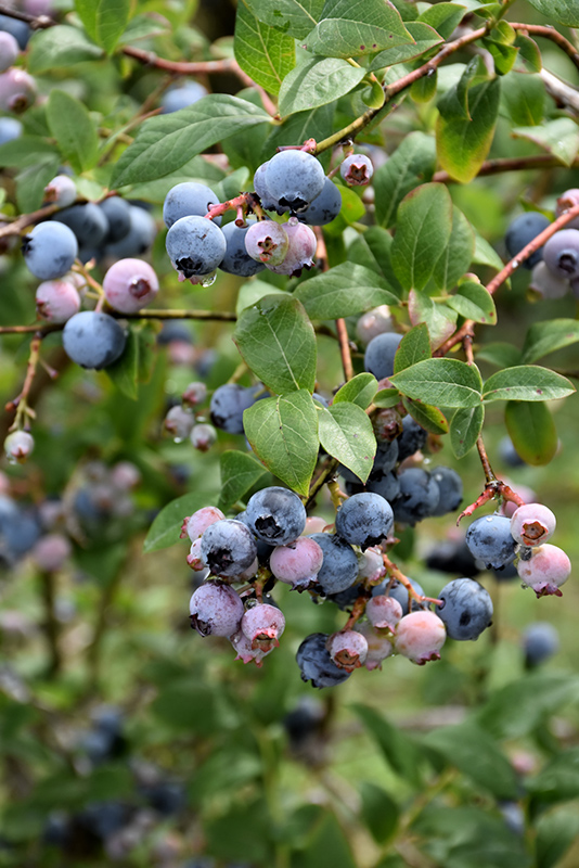 Earliblue Blueberry (Vaccinium corymbosum 'Earliblue') at Stauffers Of Kissel Hill