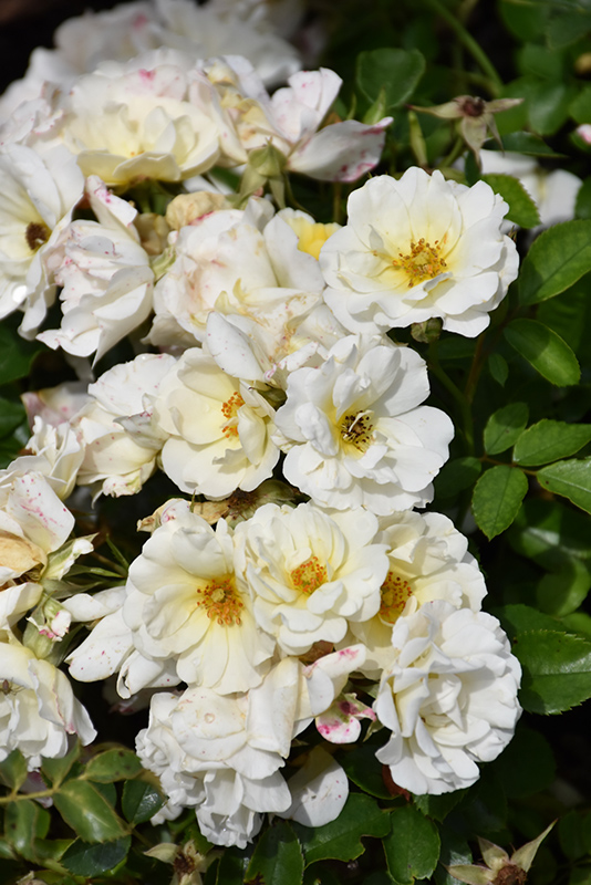 White Drift Rose (Rosa 'Meizorland') at Stauffers Of Kissel Hill