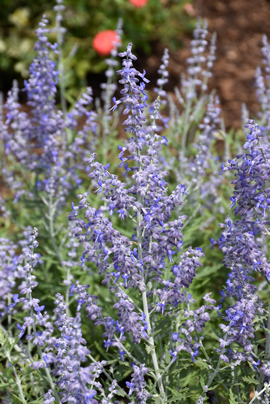 Lacey Blue Russian Sage (Perovskia atriplicifolia 'Lacey Blue') at Stauffers Of Kissel Hill