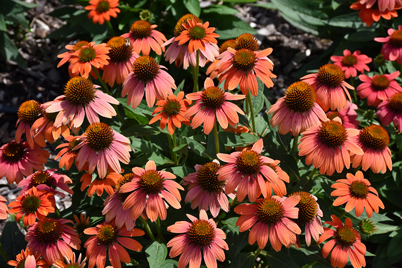 Sombrero Hot Coral Coneflower (Echinacea 'Balsomcor') at Stauffers Of Kissel Hill