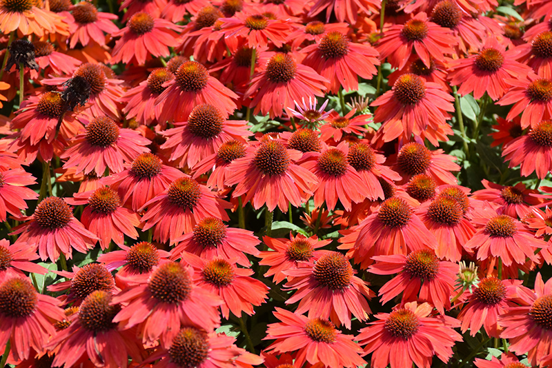 Sombrero Salsa Red Coneflower (Echinacea 'Balsomsed') at Stauffers Of Kissel Hill
