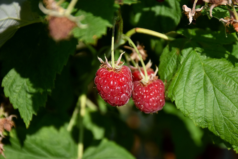 Canby Raspberry (Rubus 'Canby') at Stauffers Of Kissel Hill