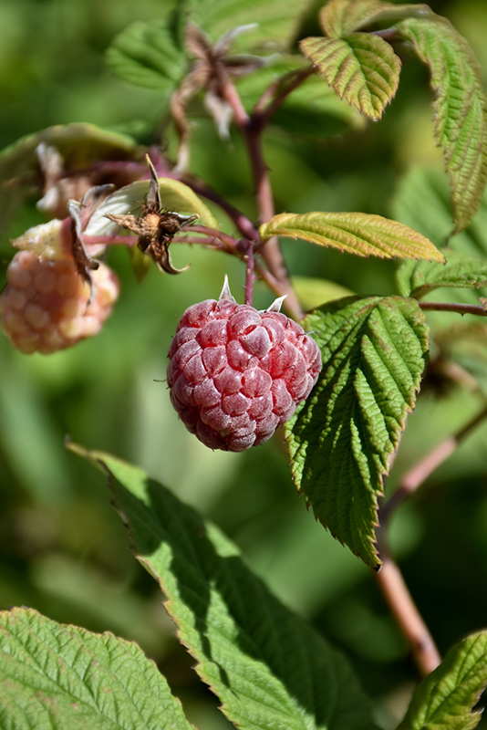 Royalty Raspberry (Rubus 'Royalty') at Stauffers Of Kissel Hill