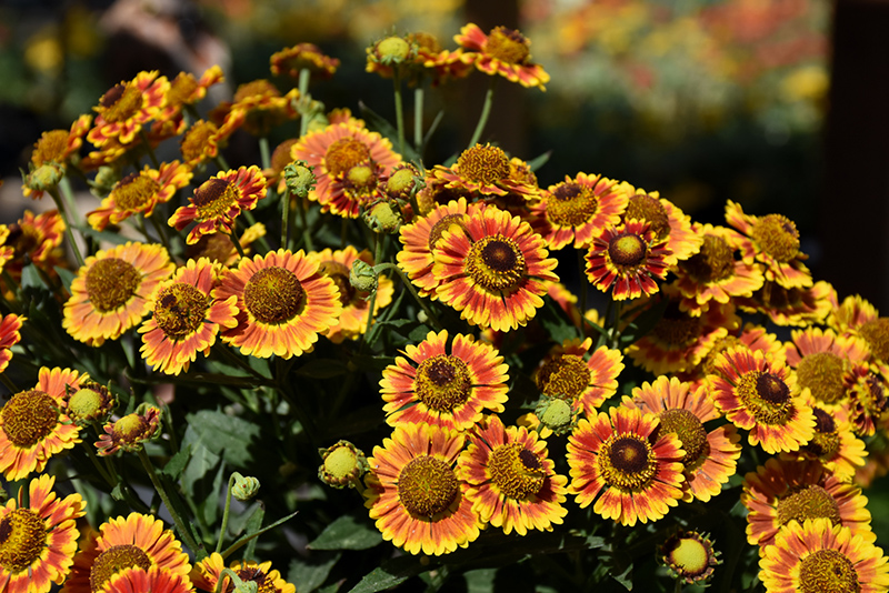 Mariachi Fuego Sneezeweed (Helenium autumnale 'Fuego') at Stauffers Of Kissel Hill