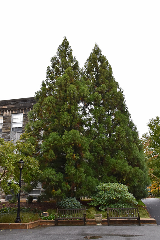 Yoshino Japanese Cedar (Cryptomeria japonica 'Yoshino') at Stauffers Of Kissel Hill