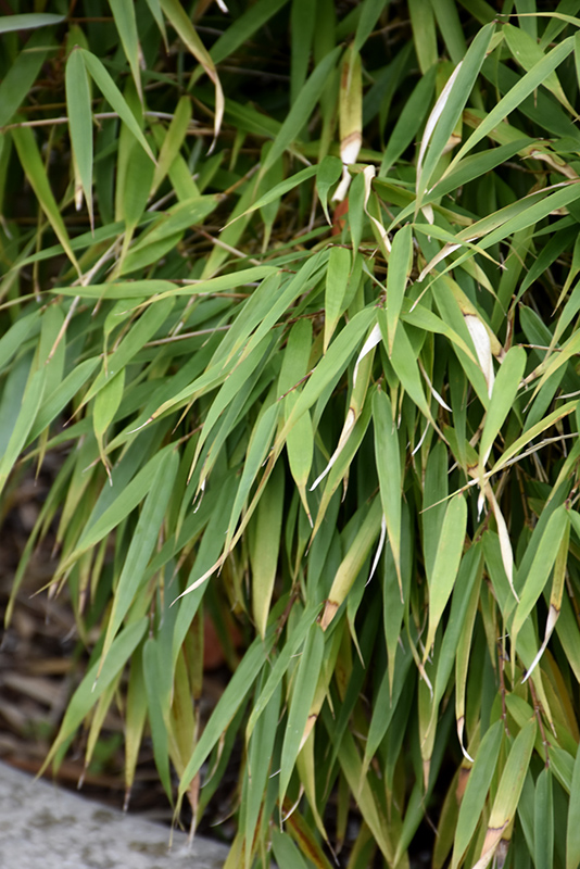Scabrida Bamboo (Fargesia scabrida) at Stauffers Of Kissel Hill