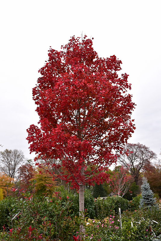 October Glory Red Maple (Acer rubrum 'October Glory') at Stauffers Of Kissel Hill