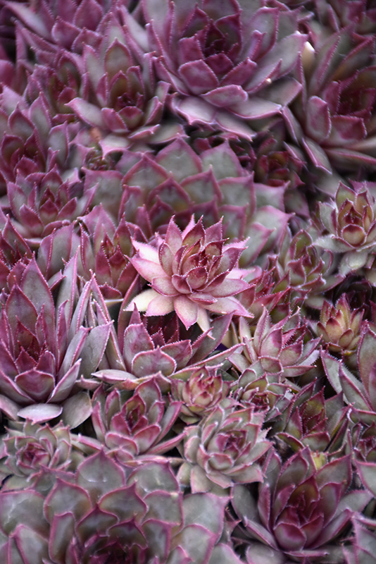 Red Beauty Hens And Chicks (Sempervivum 'Red Beauty') at Stauffers Of Kissel Hill
