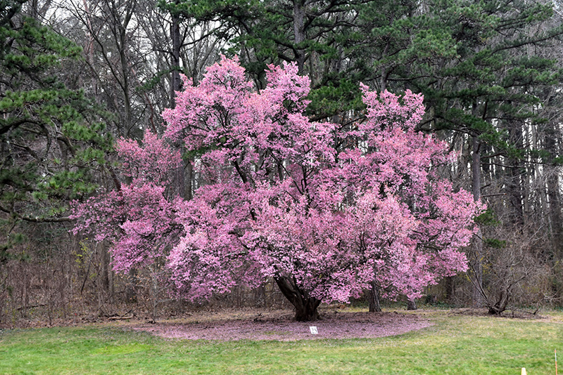 Okame Flowering Cherry (Prunus 'Okame') at Stauffers Of Kissel Hill