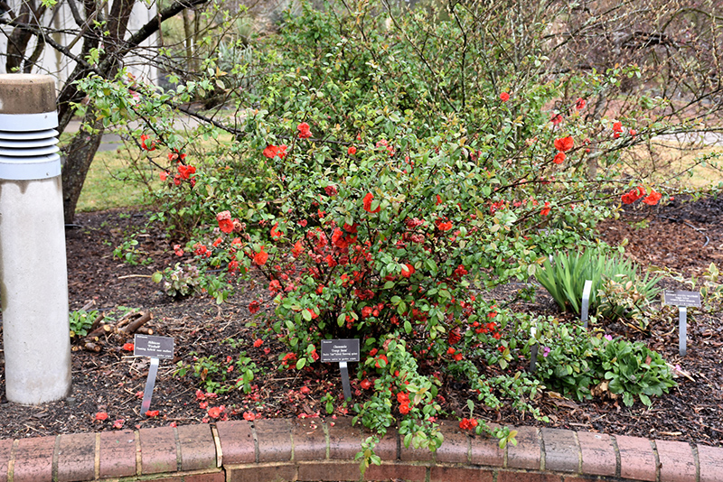Double Take Orange Flowering Quince (Chaenomeles speciosa 'Orange Storm') at Stauffers Of Kissel Hill