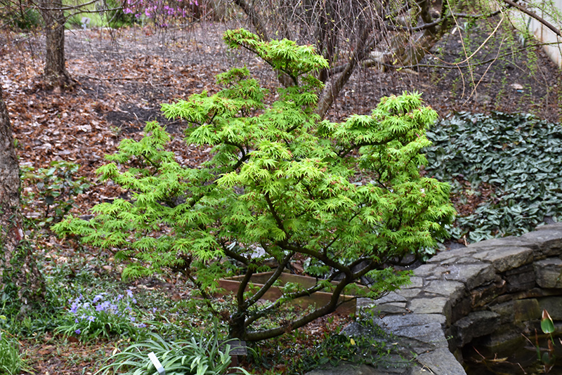Mikawa Yatsubusa Japanese Maple (Acer palmatum 'Mikawa Yatsubusa') at Stauffers Of Kissel Hill