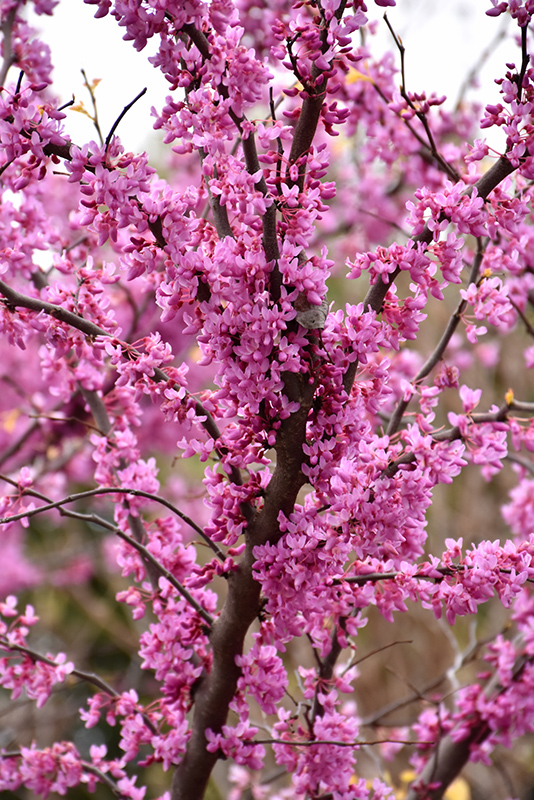 The Rising Sun Redbud (Cercis canadensis 'The Rising Sun') at Stauffers Of Kissel Hill