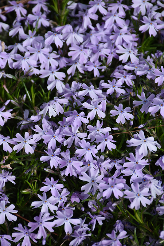 Spring Lavender Moss Phlox (Phlox subulata 'Spring Lavender') at Stauffers Of Kissel Hill