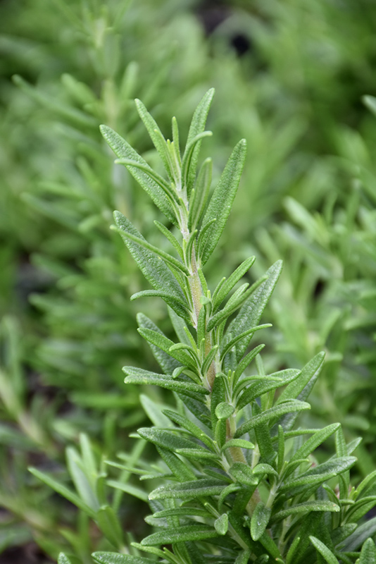 Tuscan Blue Rosemary (Rosmarinus officinalis 'Tuscan Blue') at Stauffers Of Kissel Hill