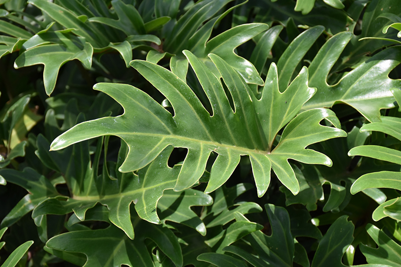 Xanadu Philodendron (Philodendron 'Winterbourn') at Stauffers Of Kissel Hill