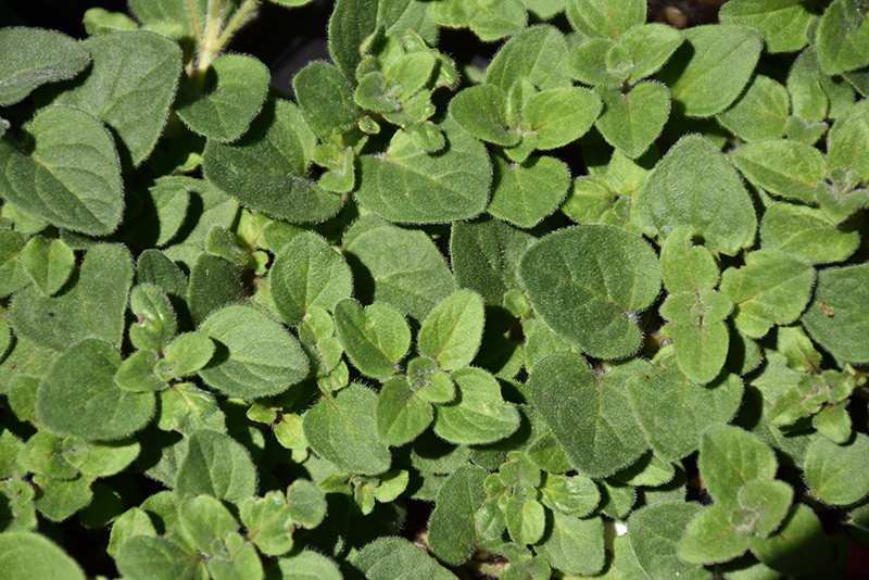 Hot And Spicy Oregano (Origanum 'Hot And Spicy') at Stauffers Of Kissel Hill