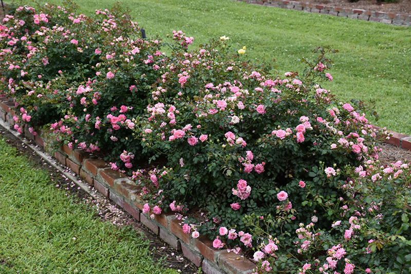 Sweet Drift Rose (Rosa 'Meiswetdom') at Stauffers Of Kissel Hill