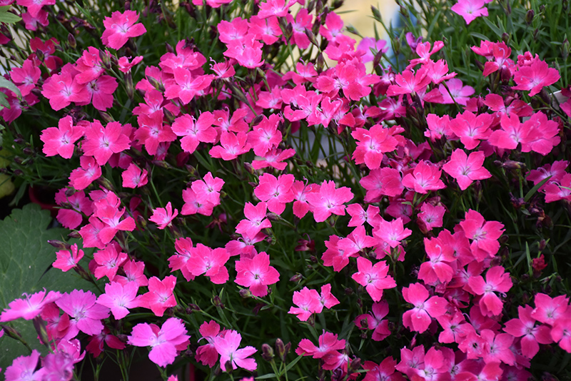 Kahori Pink Pinks (Dianthus 'Kahori Pink') at Stauffers Of Kissel Hill
