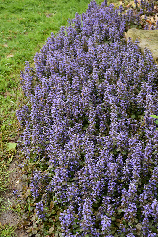 Caitlin's Giant Bugleweed (Ajuga reptans 'Caitlin's Giant') at Stauffers Of Kissel Hill