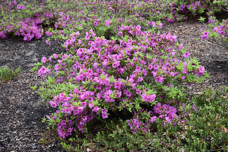 Herbert Azalea (Rhododendron 'Herbert') at Stauffers Of Kissel Hill