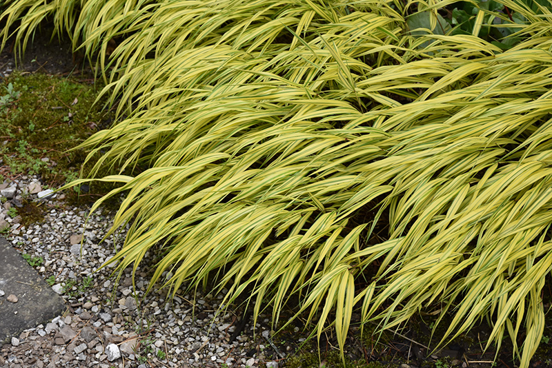 Golden Variegated Hakone Grass (Hakonechloa macra 'Aureola') at Stauffers Of Kissel Hill