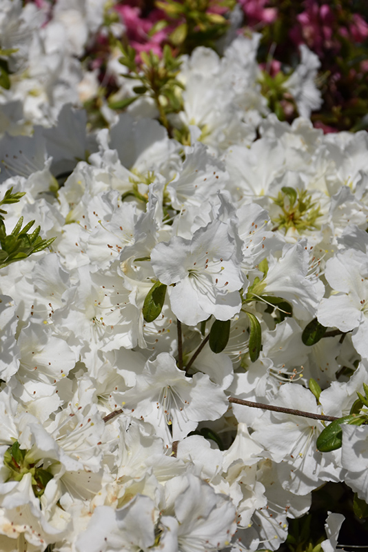 Girard's Pleasant White Azalea (Rhododendron 'Girard's Pleasant White') at Stauffers Of Kissel Hill