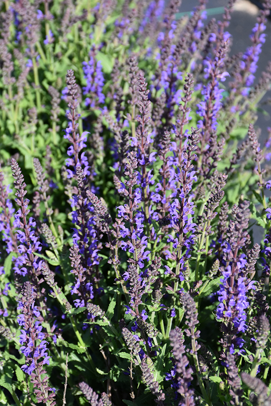 Spring King Meadow Sage (Salvia nemorosa 'Spring King') at Stauffers Of Kissel Hill