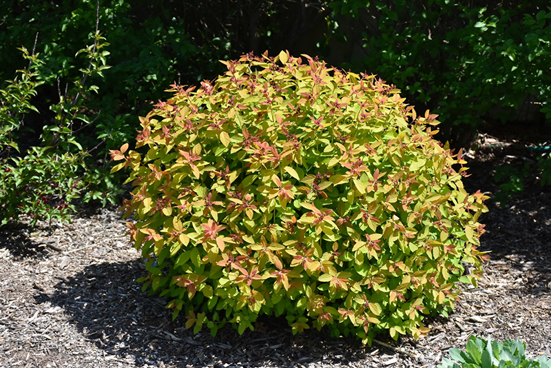 Double Play Candy Corn Spirea (Spiraea japonica 'NCSX1') at Stauffers Of Kissel Hill
