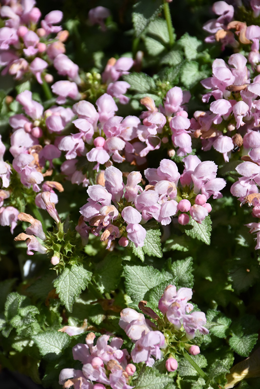Pink Pewter Spotted Dead Nettle (Lamium maculatum 'Pink Pewter') at Stauffers Of Kissel Hill