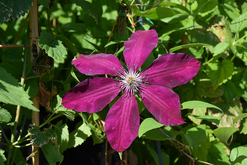 Westerplatte Clematis (Clematis 'Westerplatte') at Stauffers Of Kissel Hill