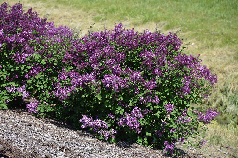 Bloomerang Dark Purple Lilac (Syringa 'SMSJBP7') at Stauffers Of Kissel Hill