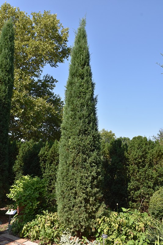 Taylor Redcedar (Juniperus virginiana 'Taylor') at Stauffers Of Kissel Hill