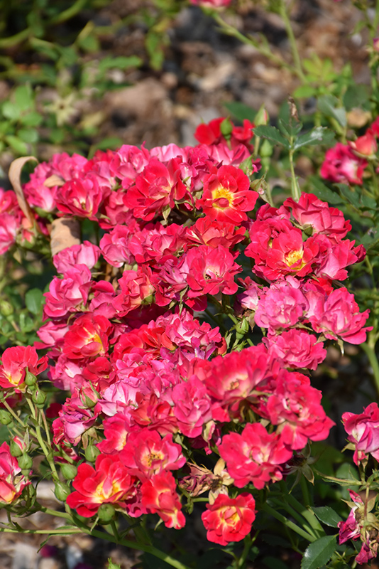 Pink Drift Rose (Rosa 'Meijocos') at Stauffers Of Kissel Hill
