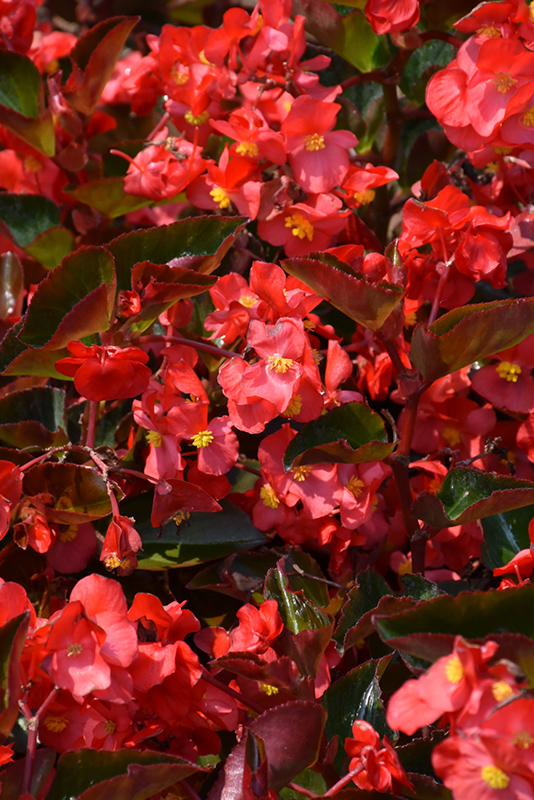 Megawatt Red Bronze Leaf Begonia (Begonia 'Megawatt Red Bronze Leaf') at Stauffers Of Kissel Hill