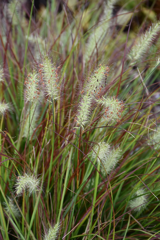 Burgundy Bunny Dwarf Fountain Grass (Pennisetum alopecuroides 'Burgundy Bunny') at Stauffers Of Kissel Hill