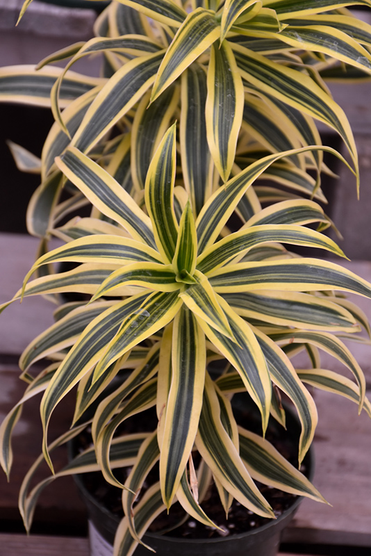 Song of India Plant (Dracaena reflexa 'Song of India') at Stauffers Of Kissel Hill