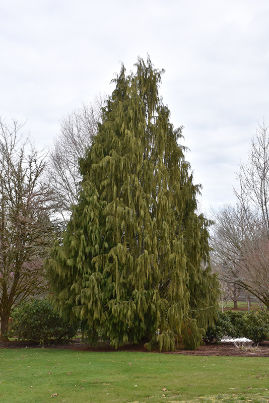 Weeping Nootka Cypress (Chamaecyparis nootkatensis 'Pendula') at Stauffers Of Kissel Hill