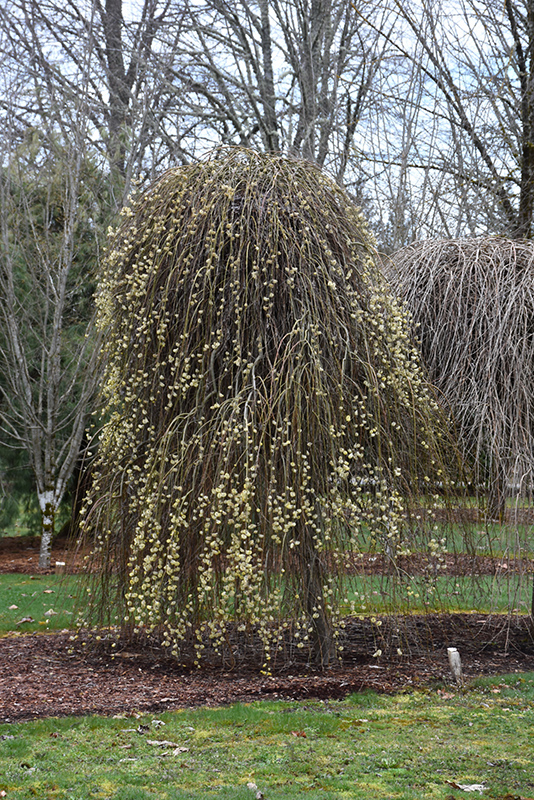 Weeping Pussy Willow (Salix caprea 'Pendula') at Stauffers Of Kissel Hill