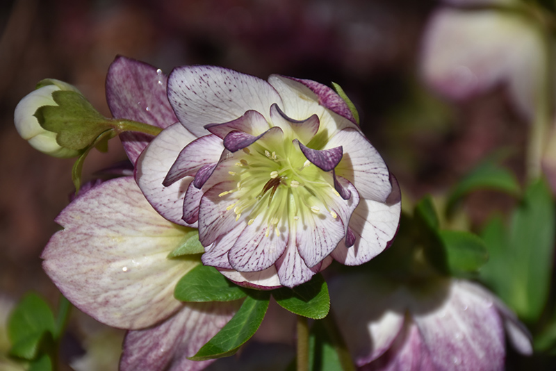 Peppermint Ice Hellebore (Helleborus 'Peppermint Ice') at Stauffers Of Kissel Hill
