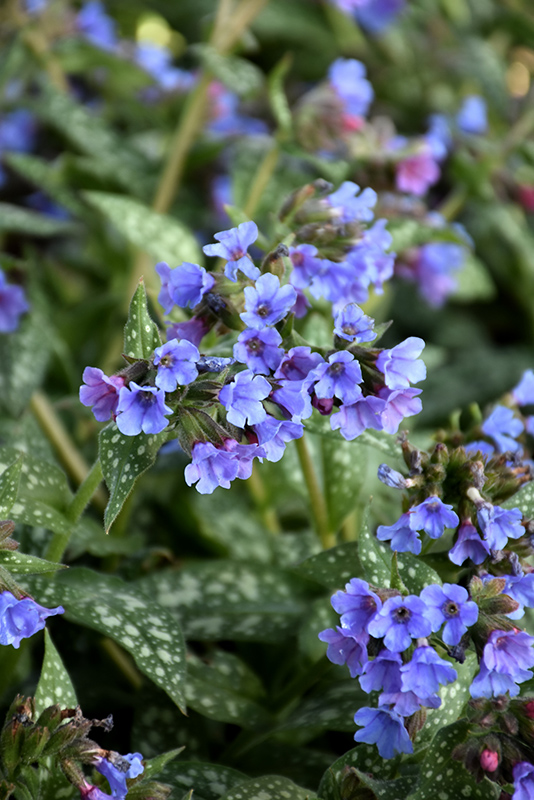 Trevi Fountain Lungwort (Pulmonaria 'Trevi Fountain') at Stauffers Of Kissel Hill