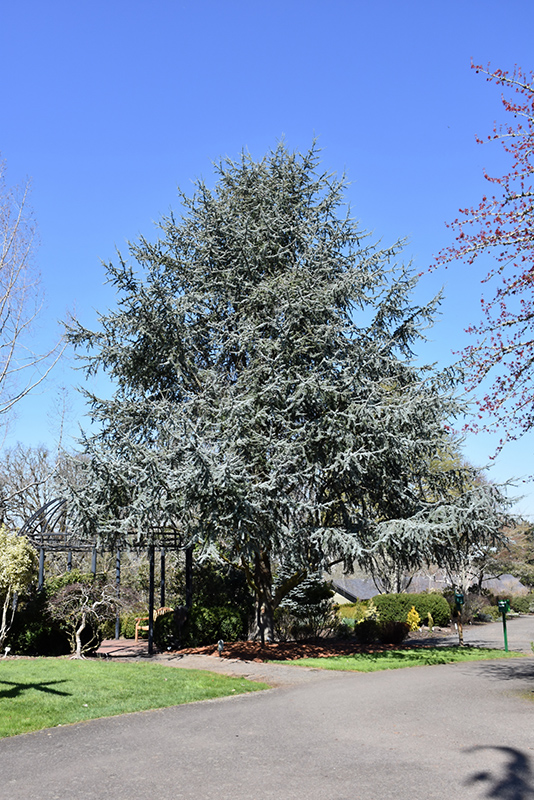Blue Atlas Cedar (Cedrus atlantica 'Glauca') at Stauffers Of Kissel Hill