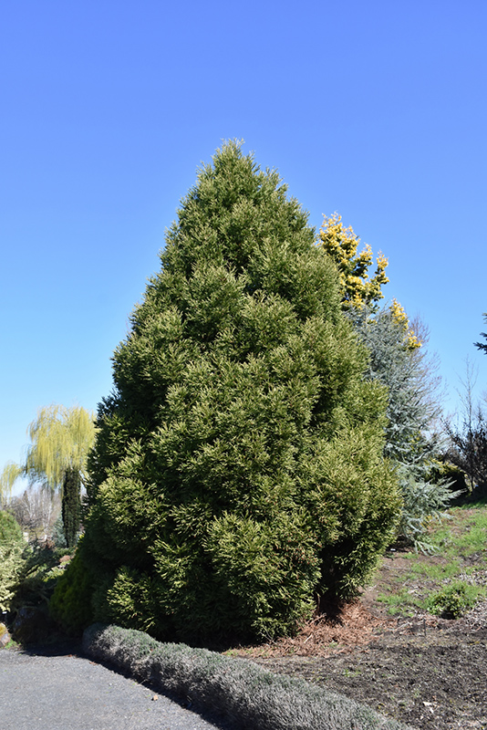 Spiralis Japanese Cedar (Cryptomeria japonica 'Spiralis') at Stauffers Of Kissel Hill